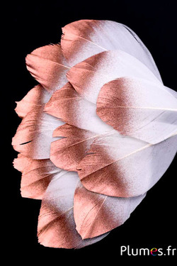 Pétales en plumes - 6-8 x 3-4 cm - blanc-bronze